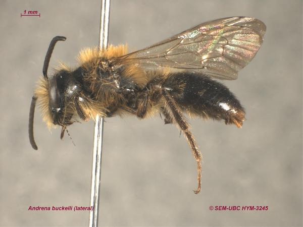 Photo of Andrena buckelli by Spencer Entomological Museum